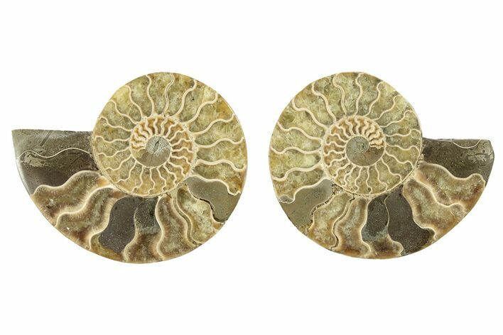 Cut & Polished, Agatized Ammonite Fossil - Madagascar #263292